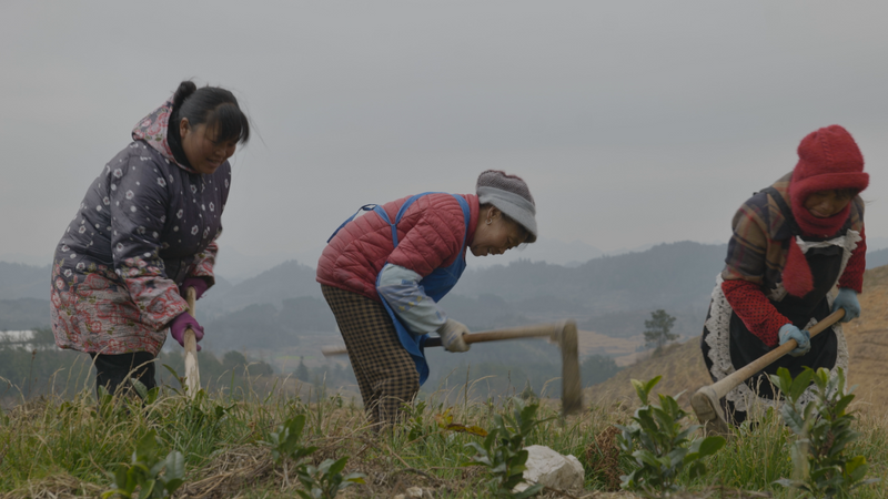 关于春天里：贵州三都、紫云、关岭种茶管茶的信息(8)