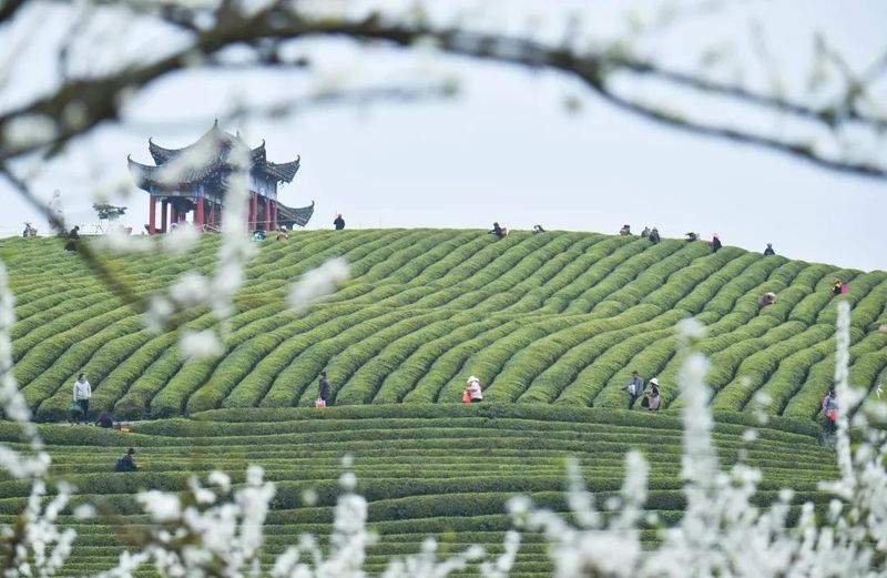 关于春天里：贵州三都、紫云、关岭种茶管茶的信息(17)
