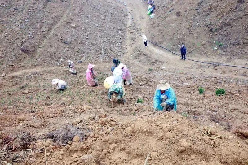 关于春天里：贵州三都、紫云、关岭种茶管茶的信息(15)
