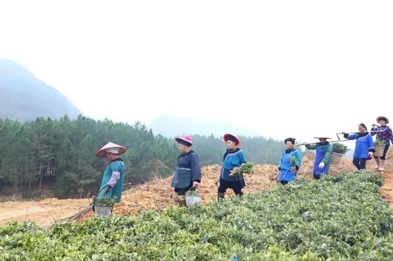 关于春天里：贵州三都、紫云、关岭种茶管茶的信息(4)
