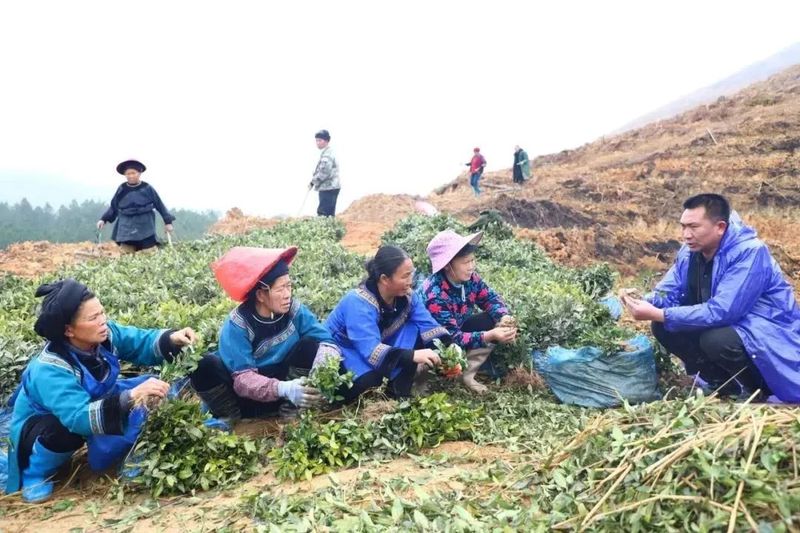 关于春天里：贵州三都、紫云、关岭种茶管茶的信息(1)