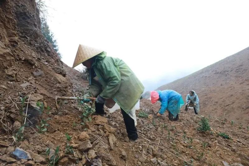 关于春天里：贵州三都、紫云、关岭种茶管茶的信息(14)