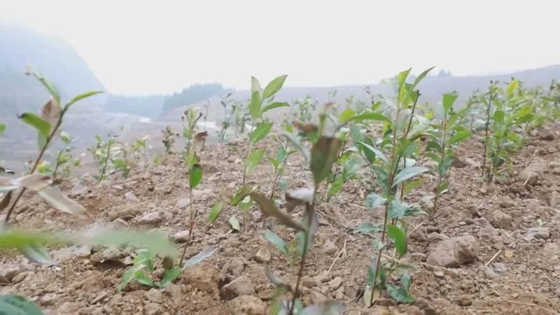 关于春天里：贵州三都、紫云、关岭种茶管茶的信息(16)