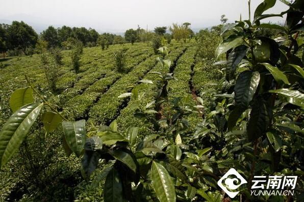 关于从大到强 云南茶叶产业的这个春天很暖的消息(4)