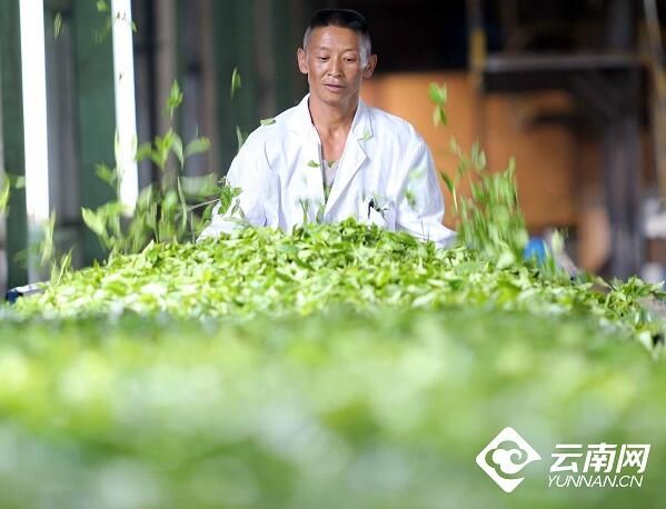 关于从大到强 云南茶叶产业的这个春天很暖的消息(6)