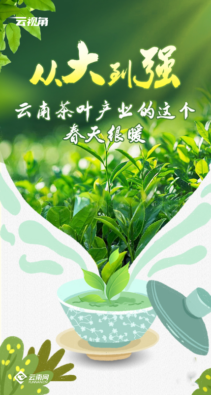 关于从大到强 云南茶叶产业的这个春天很暖的消息