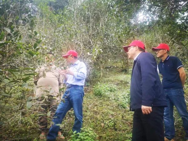 有关于勐腊县茶产业农科服务团深入茶区开展科技服务的最新消息(1)