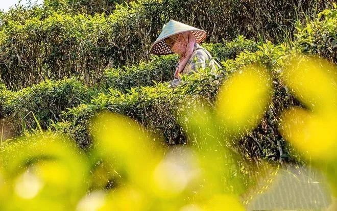 有关于海南五指山水满乡：春茶上市采摘忙的资讯(7)