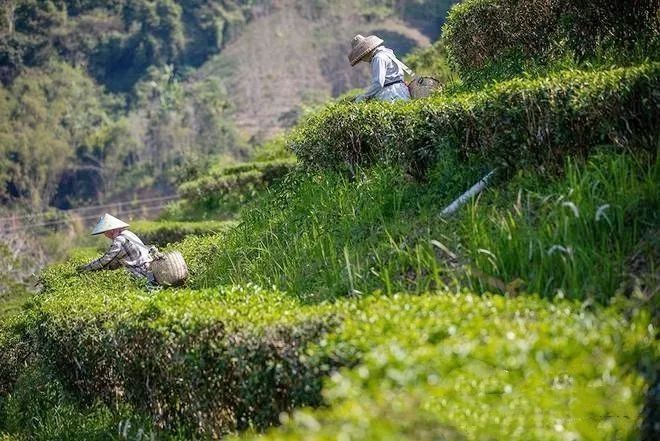 有关于海南五指山水满乡：春茶上市采摘忙的资讯(4)
