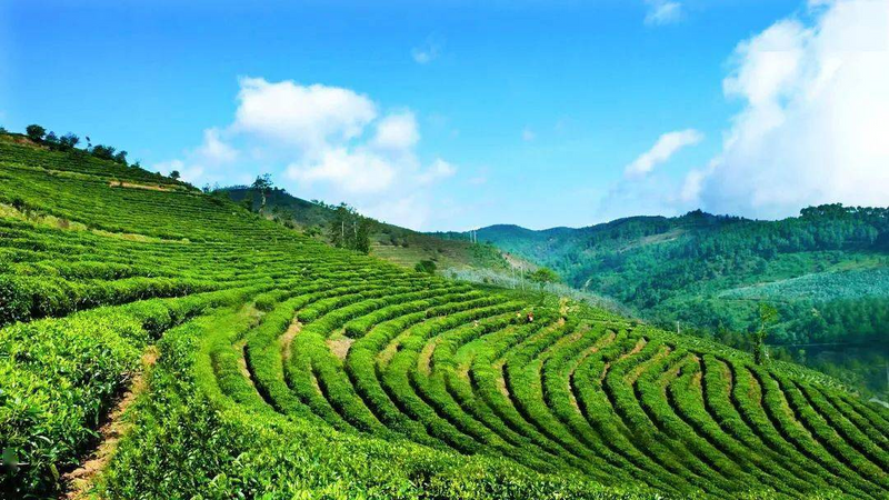 有关于云南临沧春茶3月开采，除了春茶三难，我们还发现了……的新闻(2)
