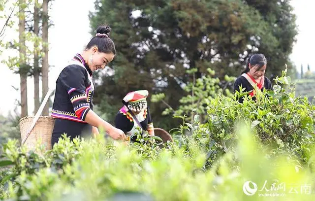 有关于云南临沧春茶3月开采，除了春茶三难，我们还发现了……的新闻(1)