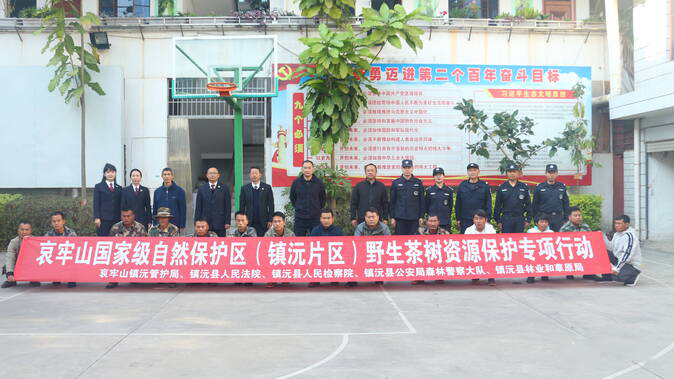 有关于镇沅开展野茶树资源保护专项行动的最新消息(3)
