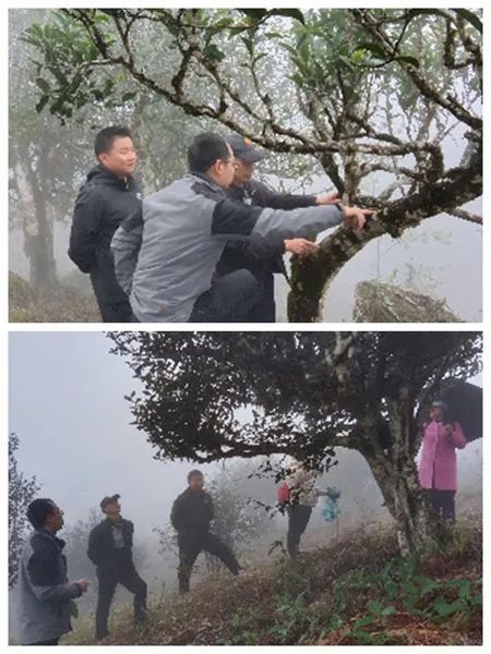 关于云南省农科院茶叶研究所专家到普洱市及文山州开展古茶树保护与利用现状调研的内容(1)