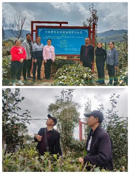 关于云南省农科院茶叶研究所专家到普洱市及文山州开展古茶树保护与利用现状调研的内容