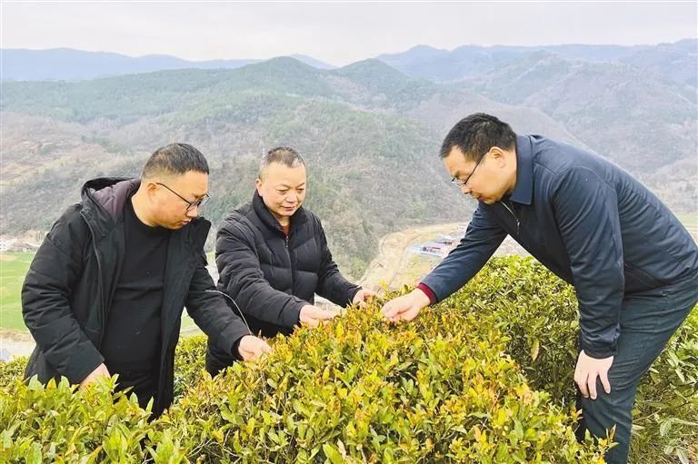 关于镇巴春忙为哪般 茶香漫过万重山的内容
