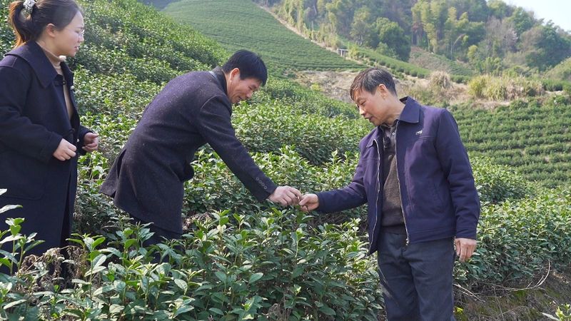 有关于专家为茶园现场把脉支招 保障春茶生产的内容(1)