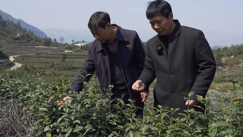有关于专家为茶园现场把脉支招 保障春茶生产的内容