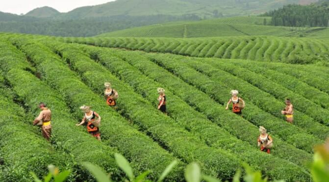 有关于贵州都匀 “老”茶喝出新韵味的消息