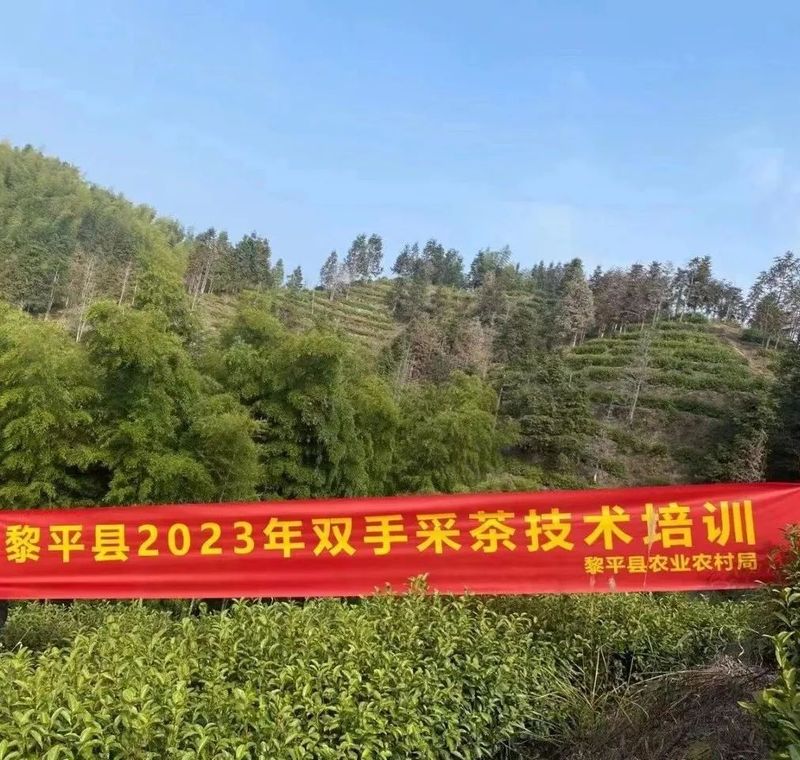 关于2023年春茶开采啦！黔东南州唱响乡村振兴“采茶歌”的相关内容(1)