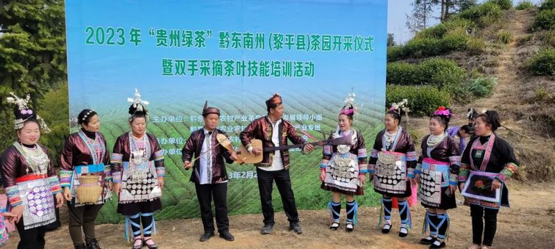 关于2023年春茶开采啦！黔东南州唱响乡村振兴“采茶歌”的相关内容(4)