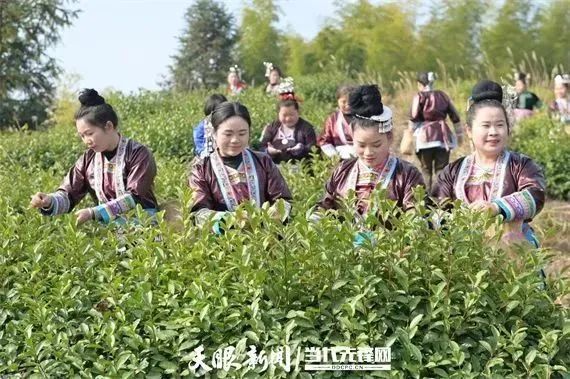 关于2023年春茶开采啦！黔东南州唱响乡村振兴“采茶歌”的相关内容(3)
