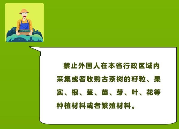 关于一图速览《云南省古茶树保护条例》的信息(13)