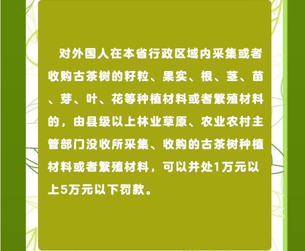 关于一图速览《云南省古茶树保护条例》的信息(17)