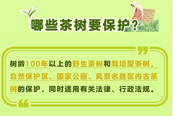 关于一图速览《云南省古茶树保护条例》的信息(1)