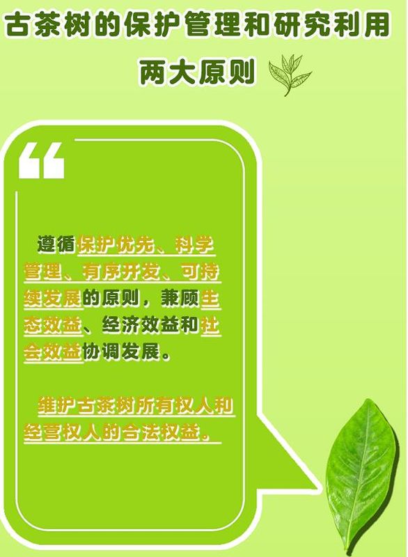 关于一图速览《云南省古茶树保护条例》的信息(2)