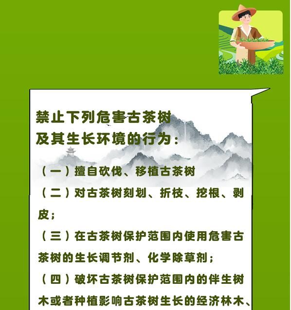 关于一图速览《云南省古茶树保护条例》的信息(14)