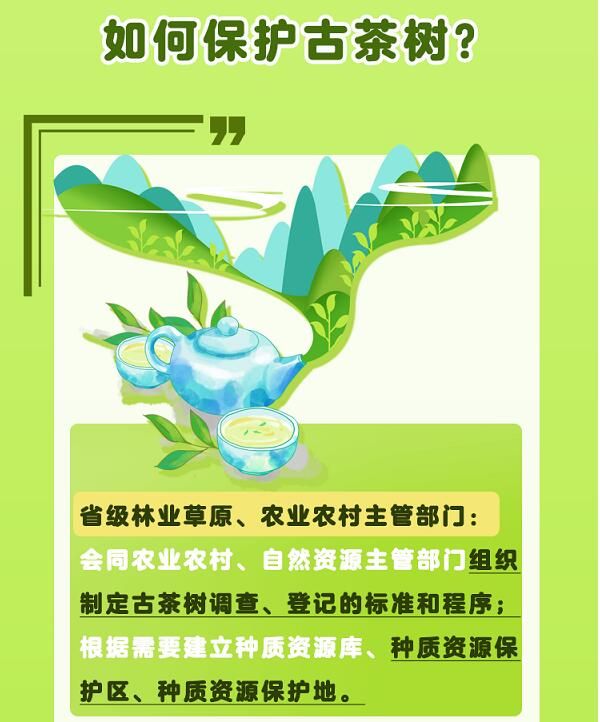 关于一图速览《云南省古茶树保护条例》的信息(3)
