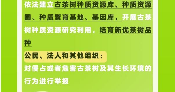 关于一图速览《云南省古茶树保护条例》的信息(7)