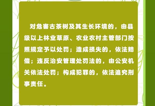 关于一图速览《云南省古茶树保护条例》的信息(18)