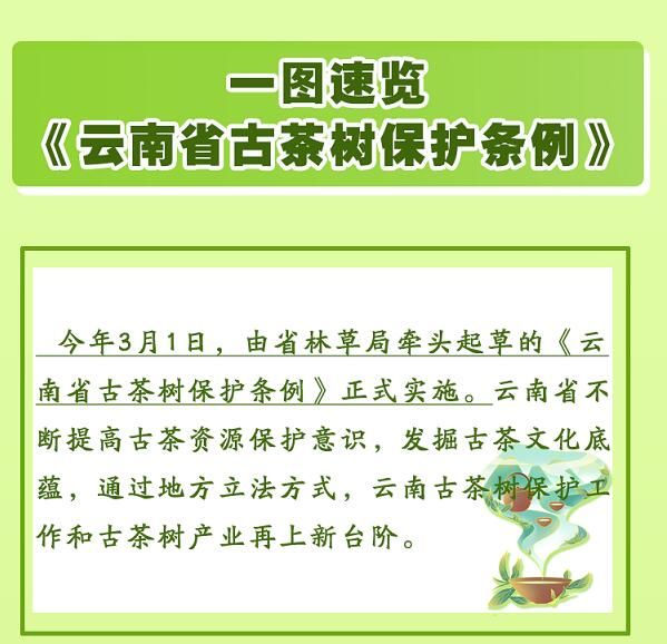 关于一图速览《云南省古茶树保护条例》的信息