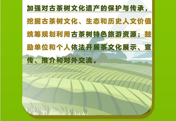 关于一图速览《云南省古茶树保护条例》的信息(11)