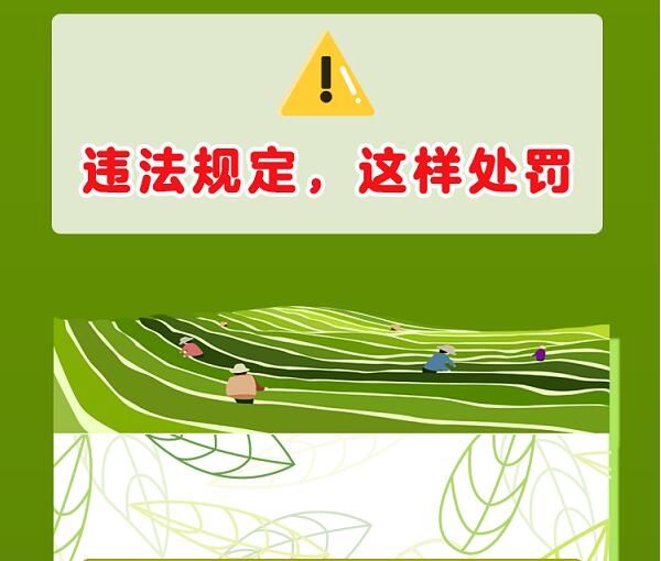 关于一图速览《云南省古茶树保护条例》的信息(16)
