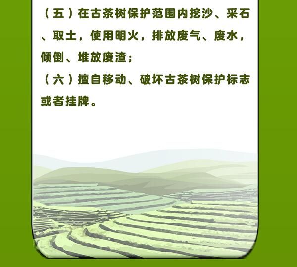 关于一图速览《云南省古茶树保护条例》的信息(15)