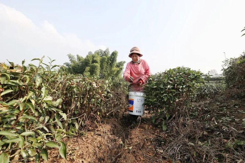有关于建宁：林深水美育好茶 生态茶园管护忙的相关信息(1)