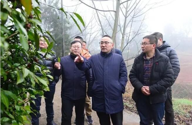 有关于贵州铁投集团到腊寨村调研茶产业开发工作的新闻