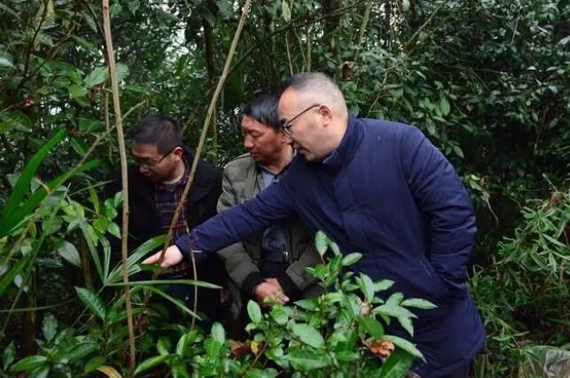 有关于贵州铁投集团到腊寨村调研茶产业开发工作的新闻(1)