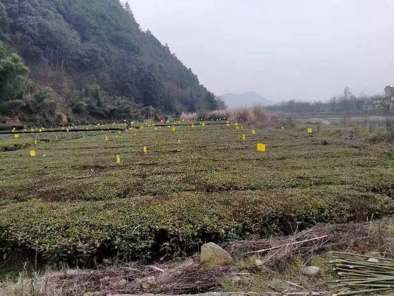 关于五城镇：为茶园插上金名片的信息
