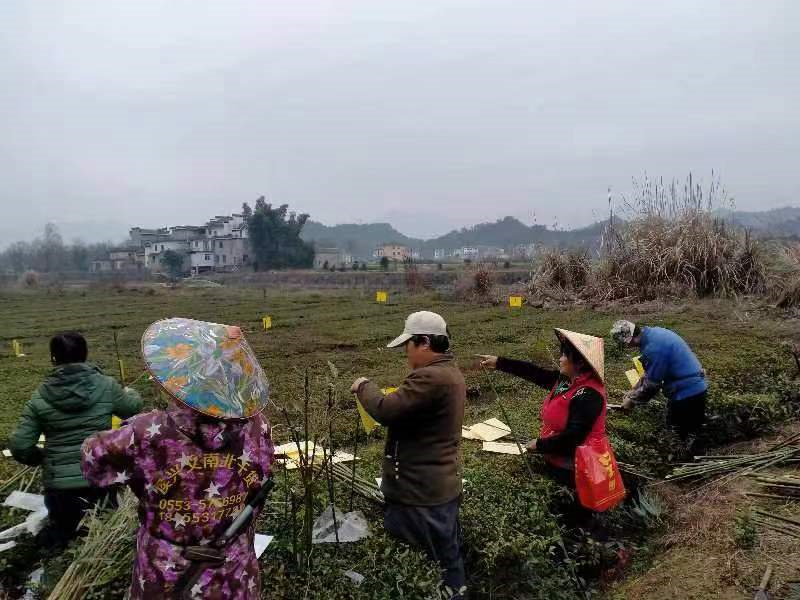 关于五城镇：为茶园插上金名片的信息(1)