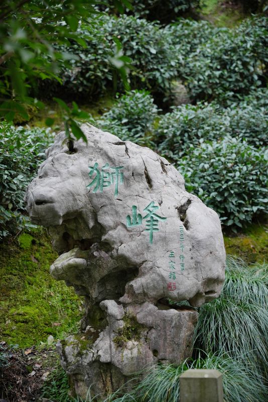 关于龙井山上游，宾客踏至来的相关信息