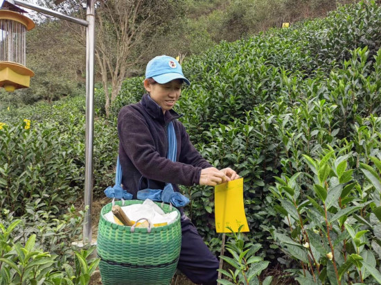 有关于徽州区“小黄板”助力茶产业绿色发展的内容