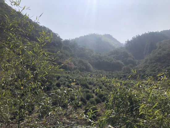有关于徽州区“小黄板”助力茶产业绿色发展的内容(1)