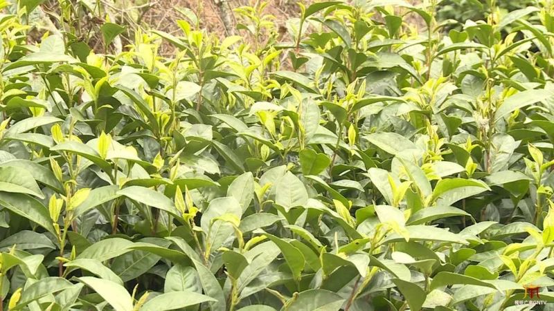 关于广南：专家茶商茶人齐聚一堂 共话底圩茶产业发展的内容(6)