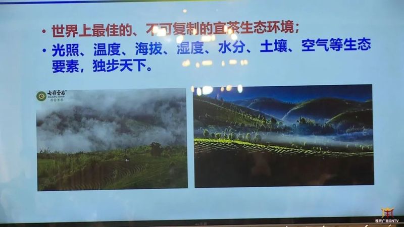关于广南：专家茶商茶人齐聚一堂 共话底圩茶产业发展的内容(7)