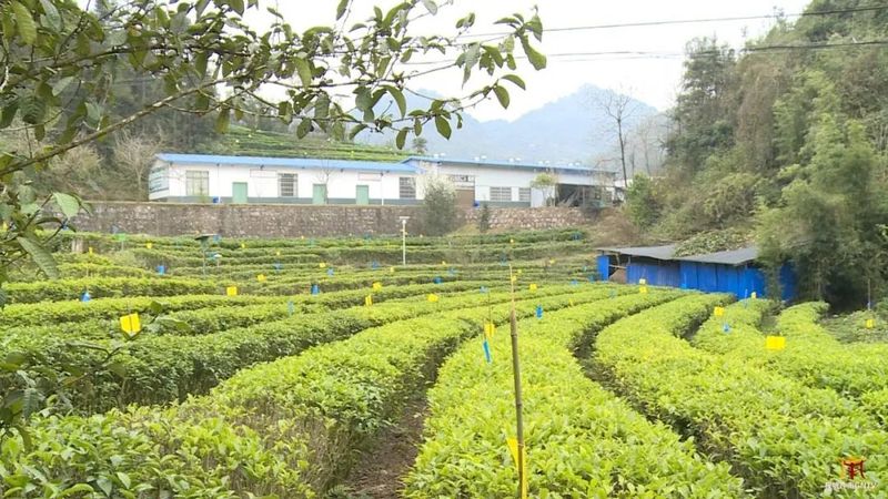 关于广南：专家茶商茶人齐聚一堂 共话底圩茶产业发展的内容(5)