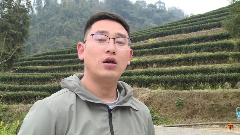 关于广南：专家茶商茶人齐聚一堂 共话底圩茶产业发展的内容(11)