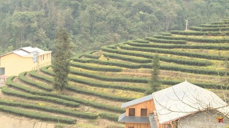 关于广南：专家茶商茶人齐聚一堂 共话底圩茶产业发展的内容(1)